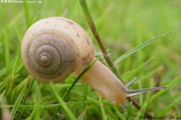 草坪蜗牛的成因以及防治方法