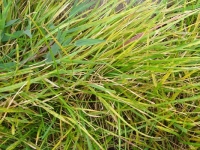 草坪粉锈病的具体症状以及发病原因分析