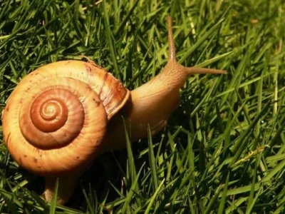 草坪蜗牛的成因以及防治方法