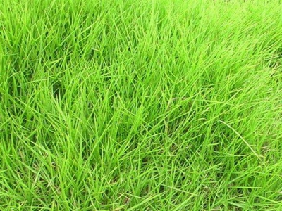 台湾草的优缺点有哪些