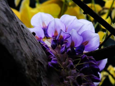 紫藤第一年种啥时候开花